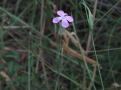 Dianthus longicaulis