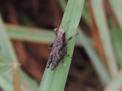 Tettigidea