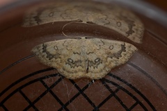 Cyclophora annularia