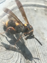 Leucospis gigas