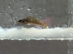 Etheostoma etowahae