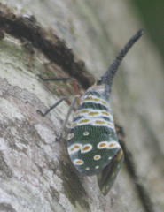 Pyrops spinolae