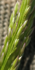 Agrostis clavata