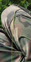 Agrostis clavata