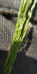 Agrostis clavata