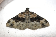 Epirrhoe galiata