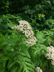 Tanacetum macrophyllum