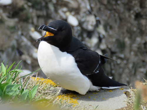 *Alca torda* (Razorbill) by &copy vince929 on iNaturalist. Observed  in  Cape Saint Mary's, NL, Canada