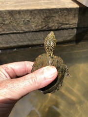 Sternotherus peltifer