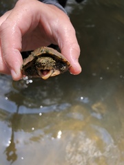 Sternotherus peltifer