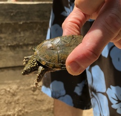 Sternotherus peltifer