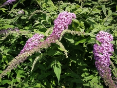 Buddleja davidii