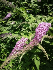 Buddleja davidii