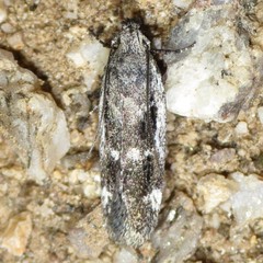 Filatima obidenna