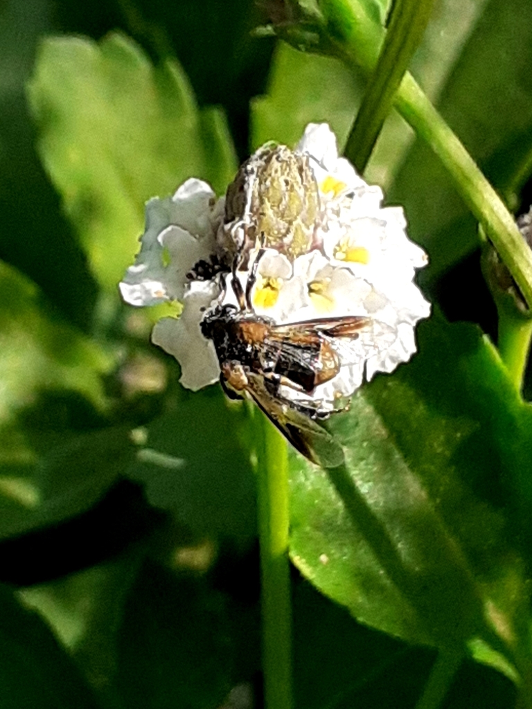 Ripiphorus bruchi