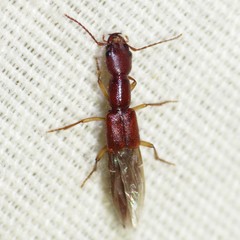 Biocrypta prospiciens