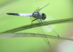 Brachydiplax farinosa