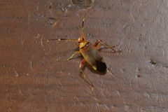 Adelphocoris vandalicus