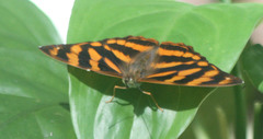 Herona marathus