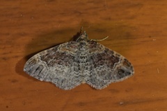 Xanthorhoe ferrugata