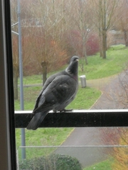 Columba palumbus