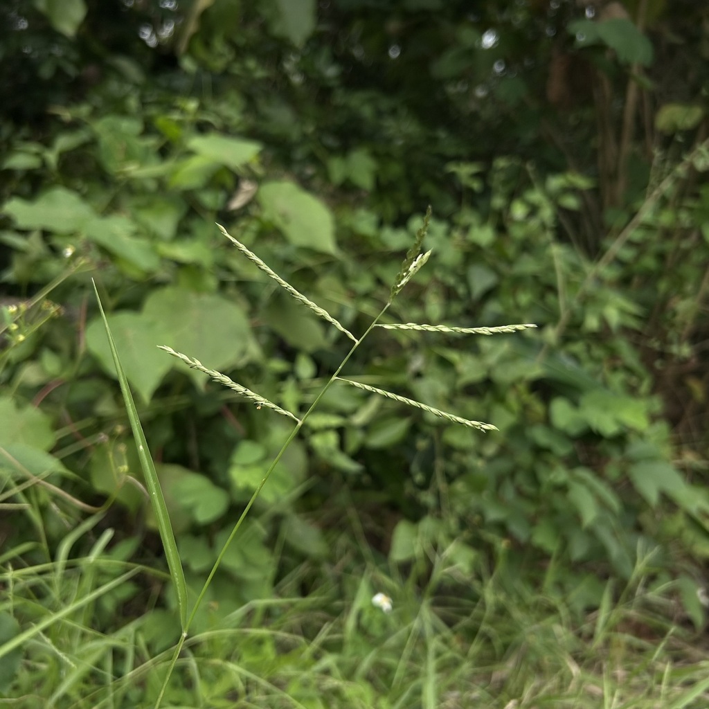 Urochloa glumaris