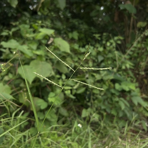 Urochloa glumaris