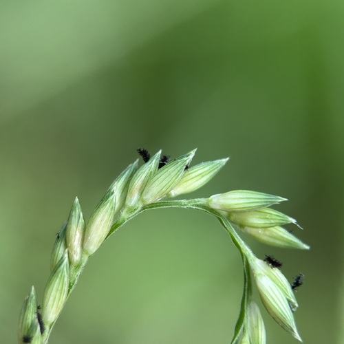 Urochloa glumaris