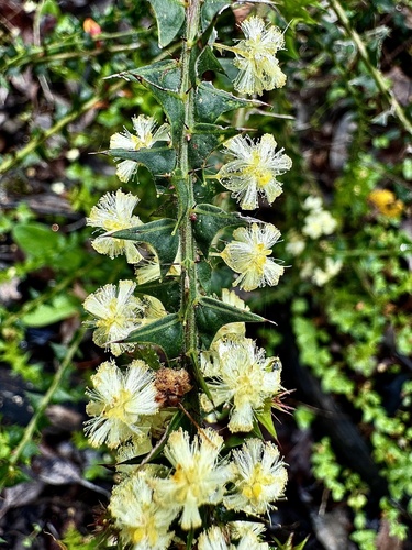 Image of Acacia divergens by (c) pimelea, some rights reserved (CC BY)