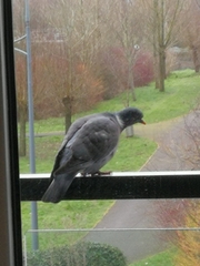 Columba palumbus