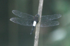 Pseudothemis zonata