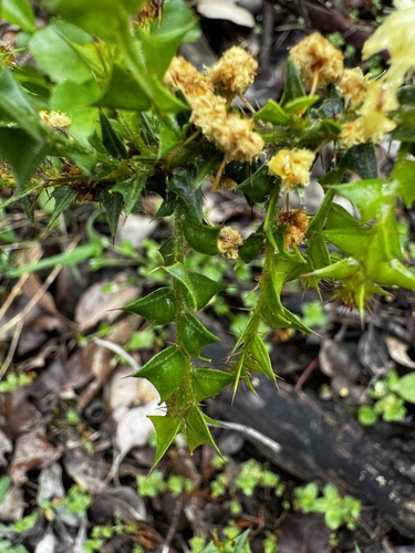 Image of Acacia divergens by (c) pimelea, some rights reserved (CC BY)
