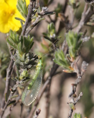 Plesiochrysa ramburi