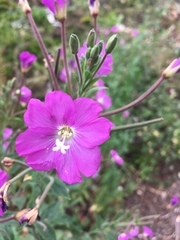 Epilobium hirsutum