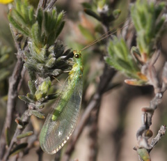 Plesiochrysa ramburi