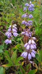 Adenophora triphylla