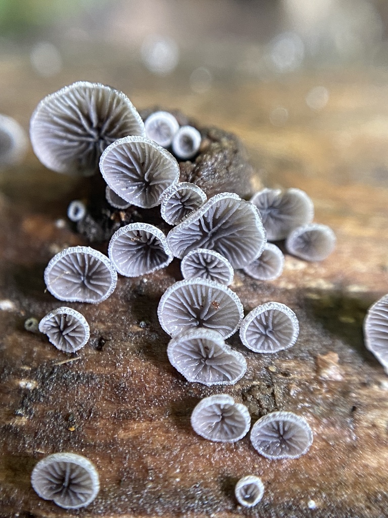 Resupinatus applicatus · November 2024 · photo: © tutitah (iNaturalist, cc0)