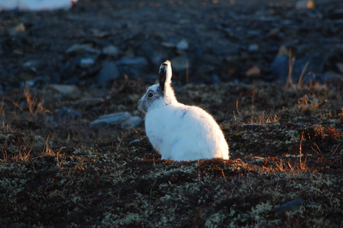 *Lepus arcticus* (Arctic Hare) by &copy PC Smith on iNaturalist. Observed  in Rankin Inlet, NU, Canada