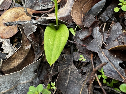 Image of Leptoceras menziesii by (c) pimelea, some rights reserved (CC BY)