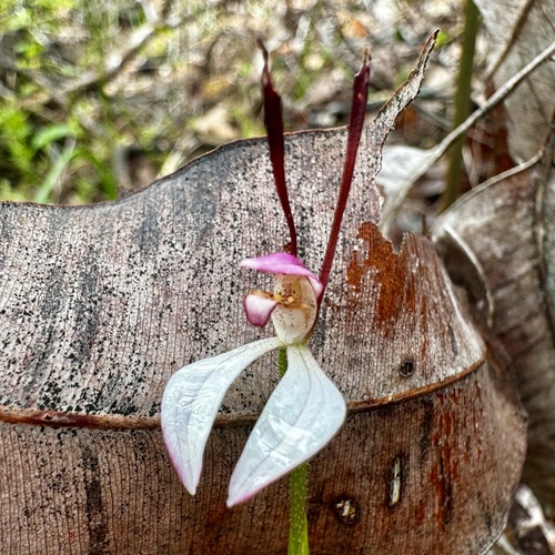 Image of Leptoceras menziesii by (c) pimelea, some rights reserved (CC BY)
