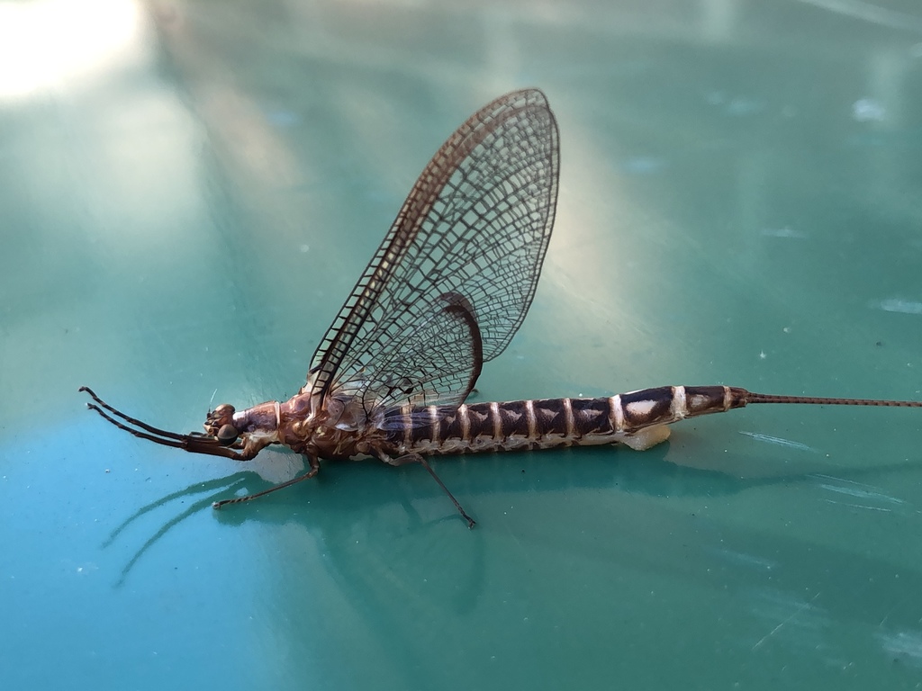 Emergent Mayfly