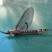 Emergent Mayfly - Photo (c) Suzanne Herel, some rights reserved (CC BY-NC), uploaded by Suzanne Herel
