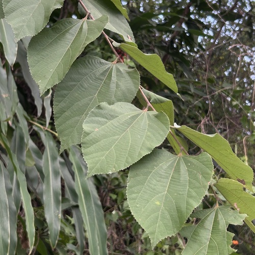 Grewia eriocarpa observed 2024-11-04