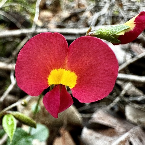 Image of Chorizema rhombeum by (c) pimelea, some rights reserved (CC BY)