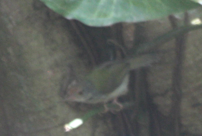 Common Tailorbird
