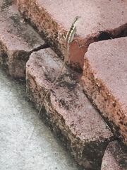 Tropicagama temporalis