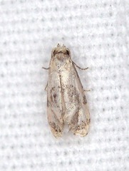 Cochylis