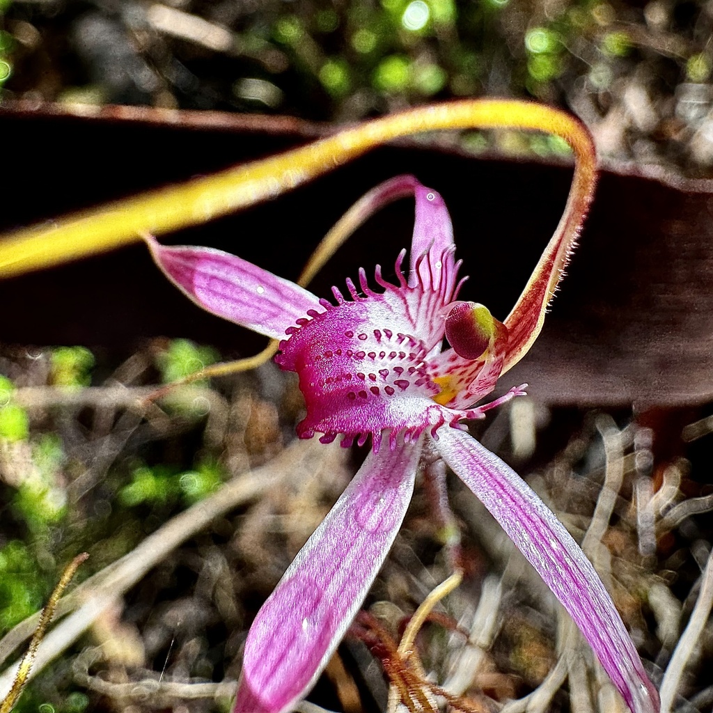 Caladenia harringtoniae