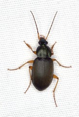 Chlaenius impunctifrons
