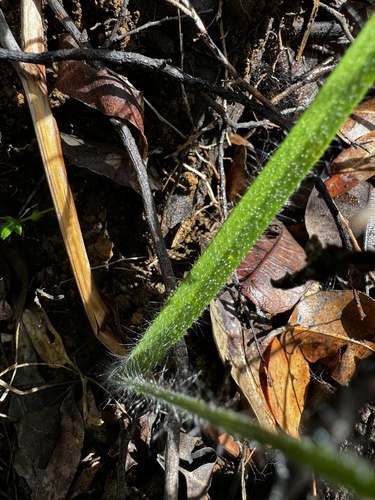 Image of Caladenia harringtoniae by (c) pimelea, some rights reserved (CC BY)